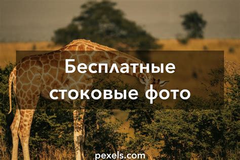 Лучшие фото (6 000+) по запросу ...